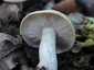 Májusi pereszke (Calocybe gambosa), Budai-hegység